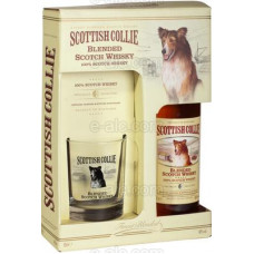 Scottish Collie